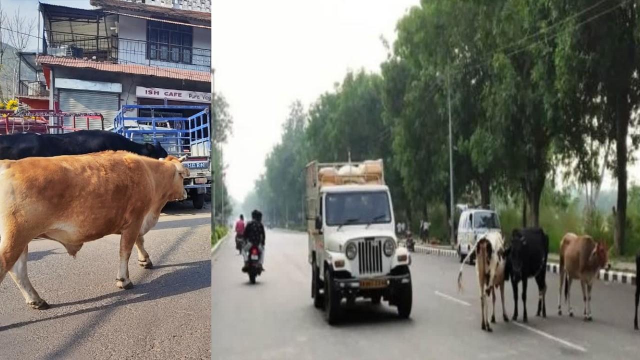 MP News In most of the districts, there is huge loss of life and property in accidents due to cattle sitting and roaming on the roads.