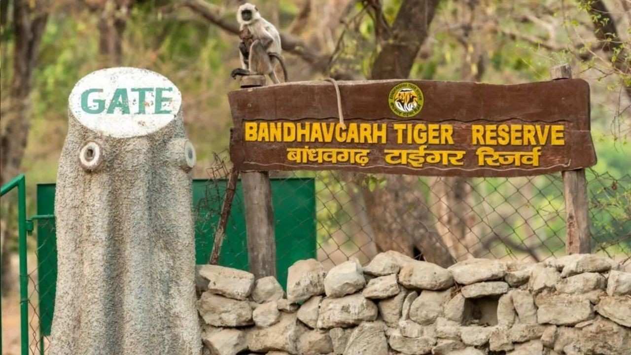 Bandhavgarh Tiger Reserve (File Photo)