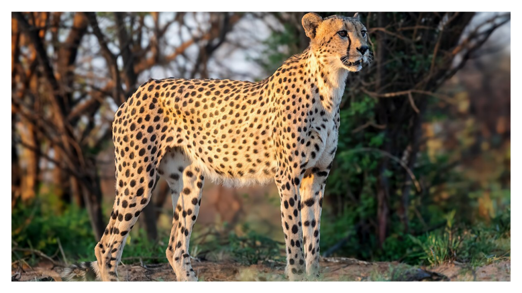 cheetah