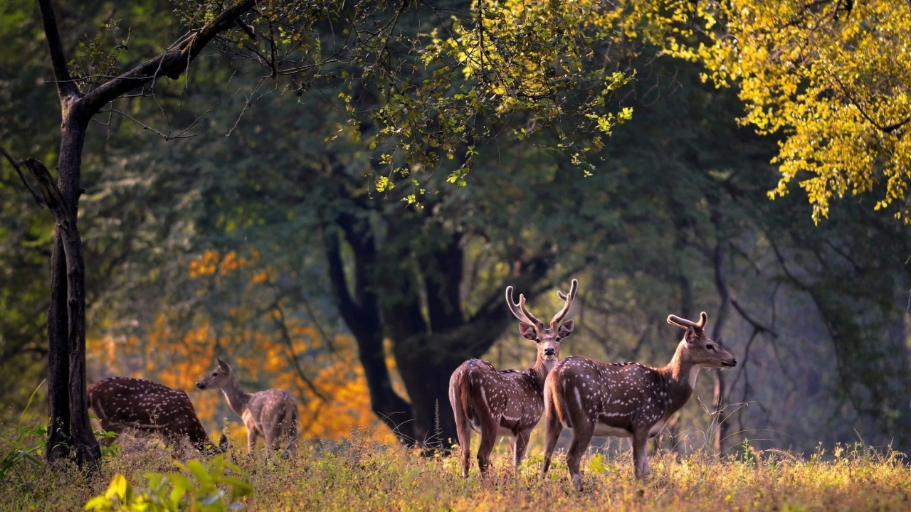 madhya pradesh 