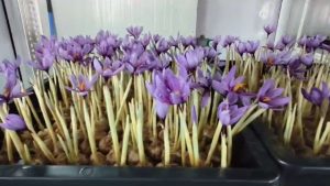 Saffron is being grown using aeroponics in a house in Indore