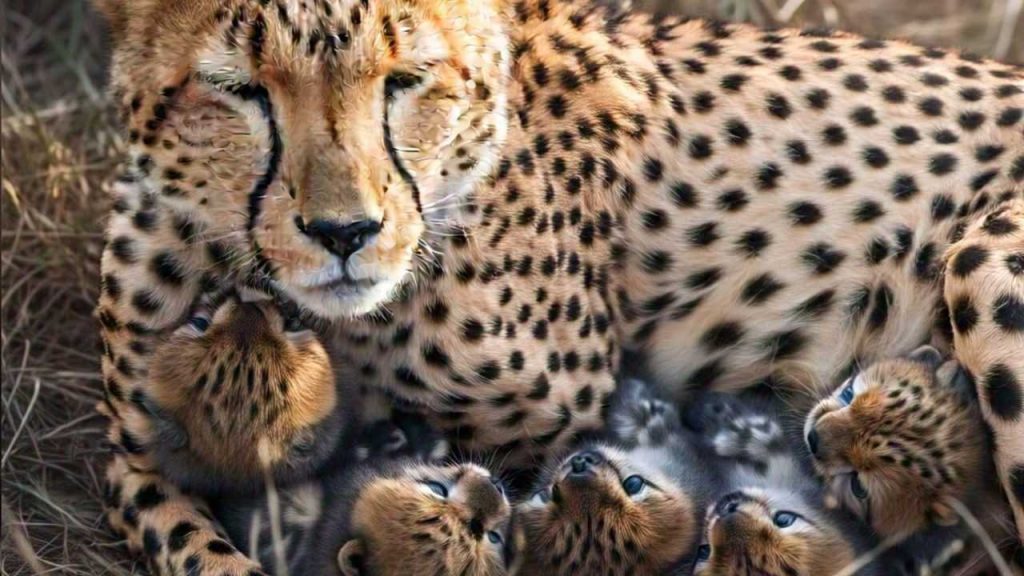 Female cheetah Nirva gave birth to 4 cubs in Kuno National Park