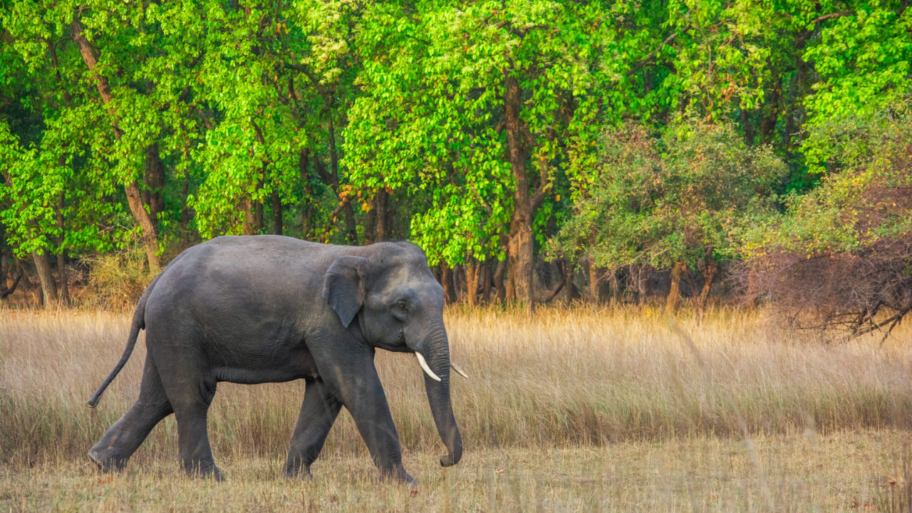 madhya pradesh