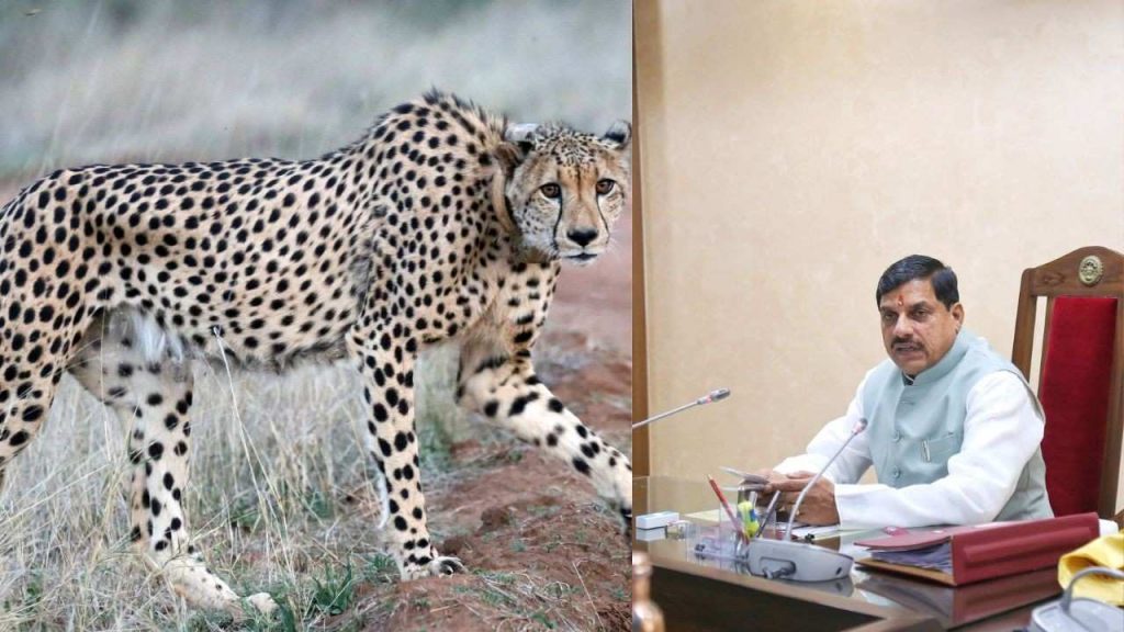 CM Dr. Mohan Yadav congratulated on the occasion of International Cheetah Day