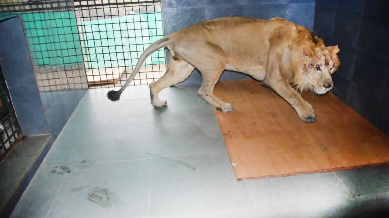 A pair of lions brought to Bhopal from Junagadh, Gujarat