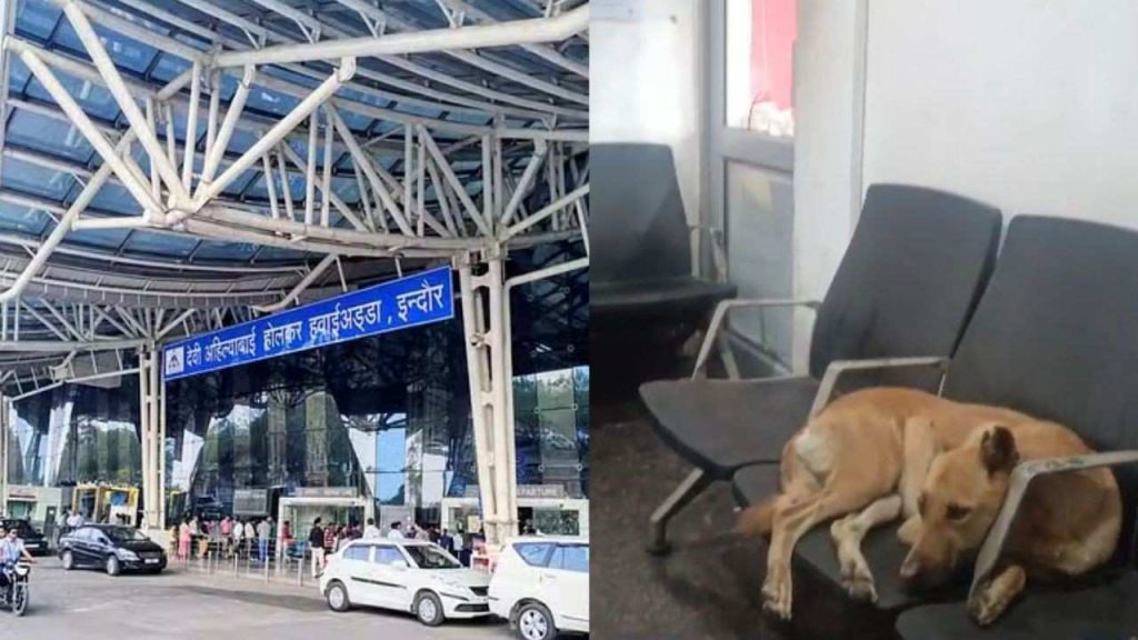 After pigeon and rat, dog was seen at Indore airport