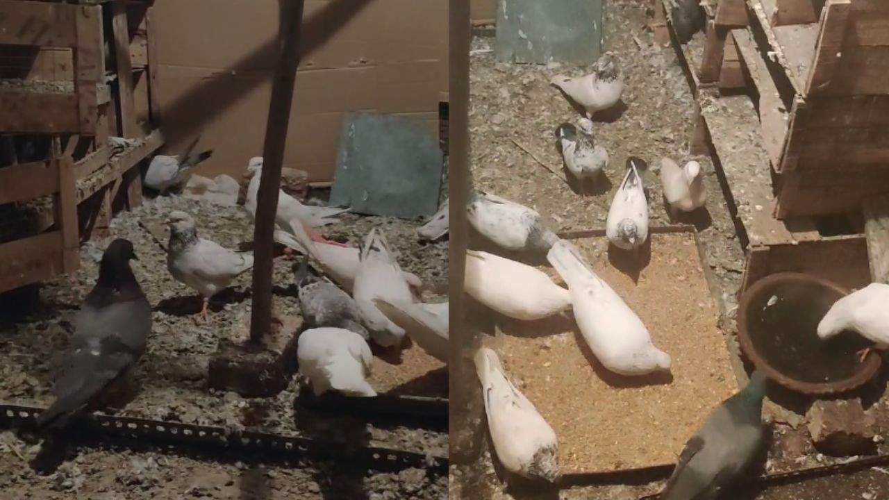 Thieves stole 35 pigeons from the roof of a two-storey house in Bhopal