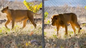 Tourists will be able to see lions in Bhopal's Van Vihar National Park