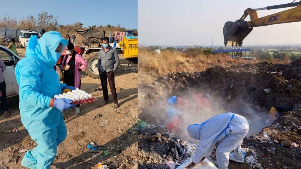 11 wards of Chhindwara declared bird flu affected