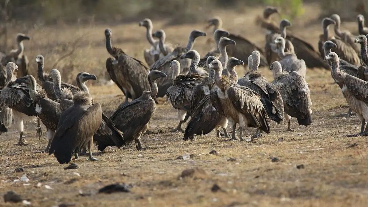 Madhya Pradesh becomes Vulture State with 12,981 vultures