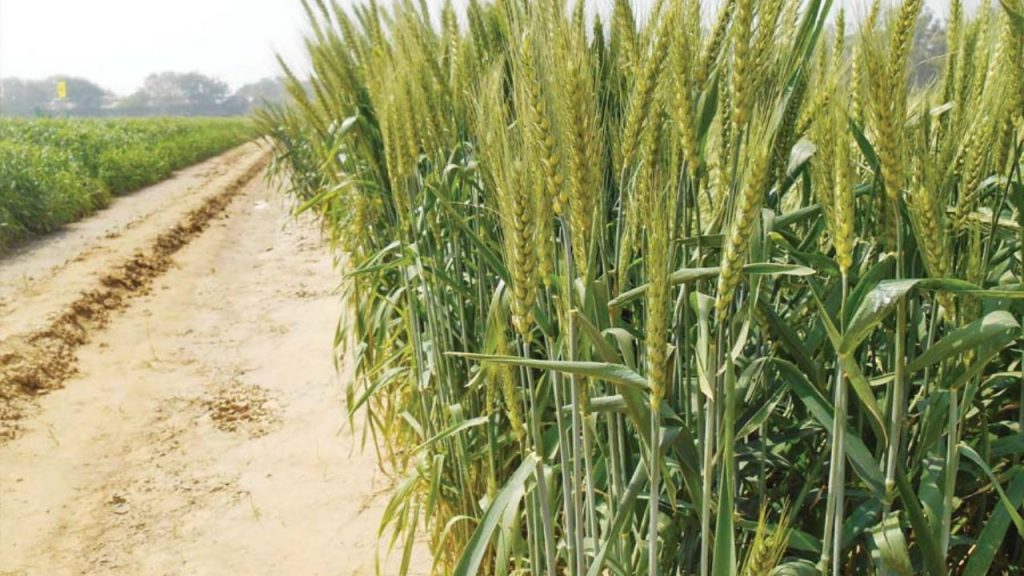 गेहूं की खेती