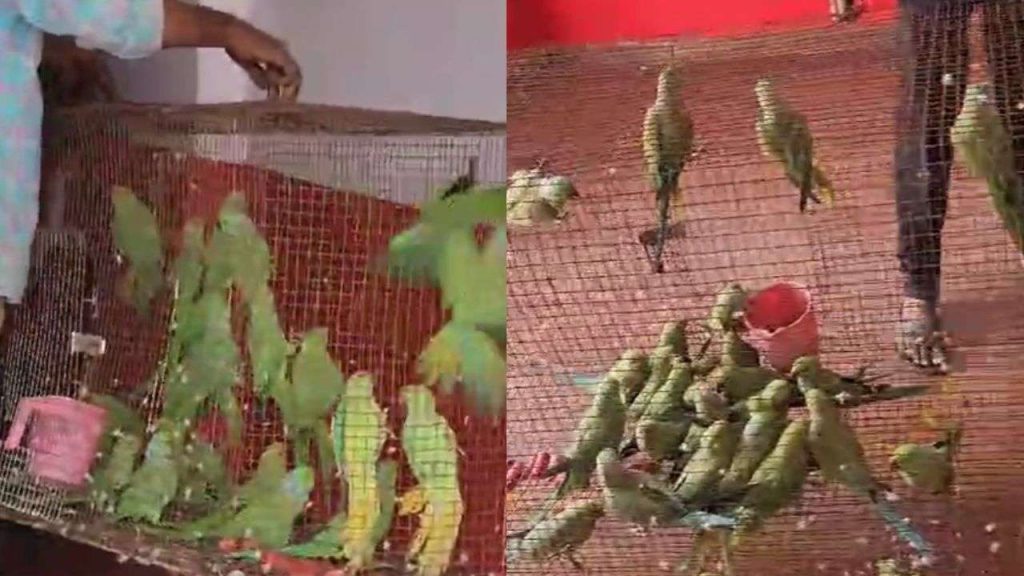 27 parrots were presented in Khandwa court
