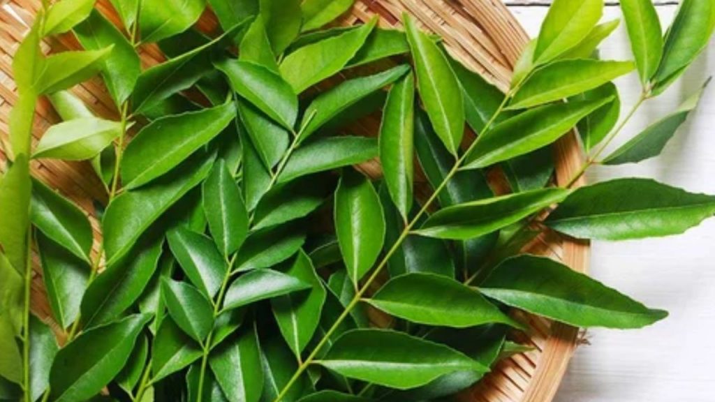 Curry Leaves