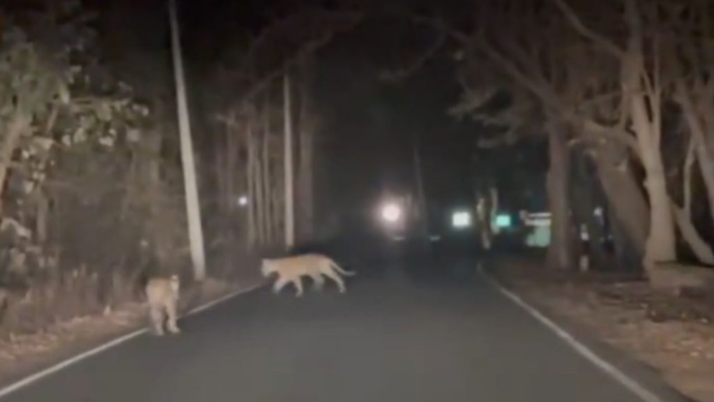 A herd of cheetahs was seen in Balaghat.