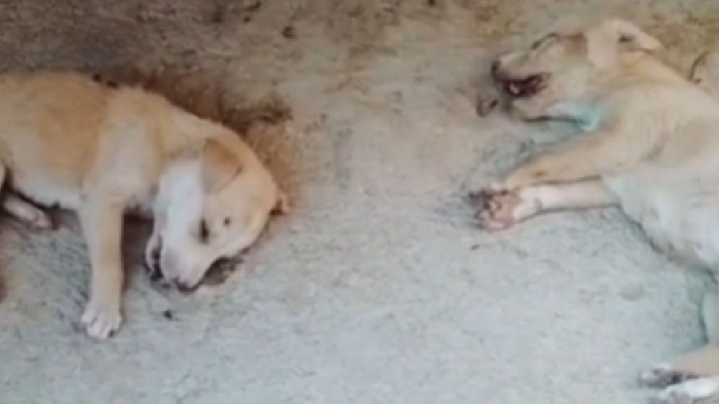 Mother and son beat the puppies to death.