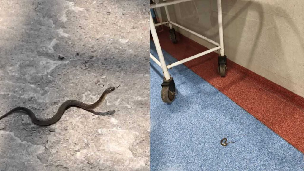 Snakes coming out in the operation theatre of the hospital.