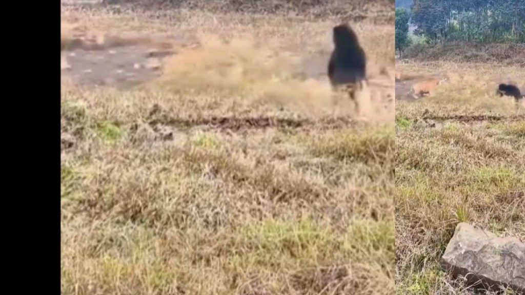 Seeing the bear's roar the tiger ran away with his tail between his legs.