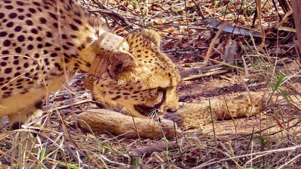 sheopur: Female cheetah Nirva gave birth to 5 cubs in Kuno National Park
