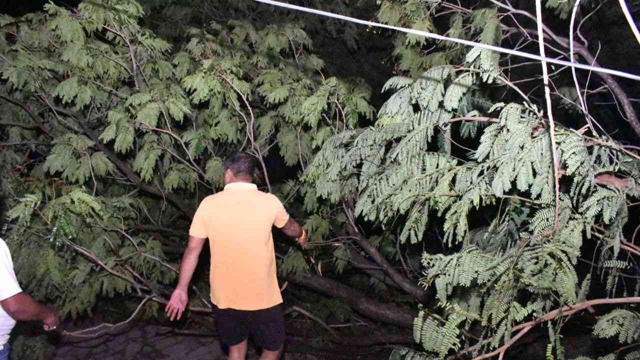 A tree fell due to strong storm in Bilaspur, Chhattisgarh.