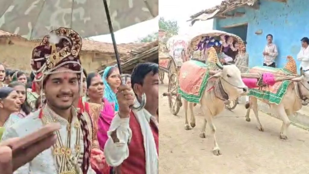 The wedding procession was taken out on a bullock cart in Balaghat