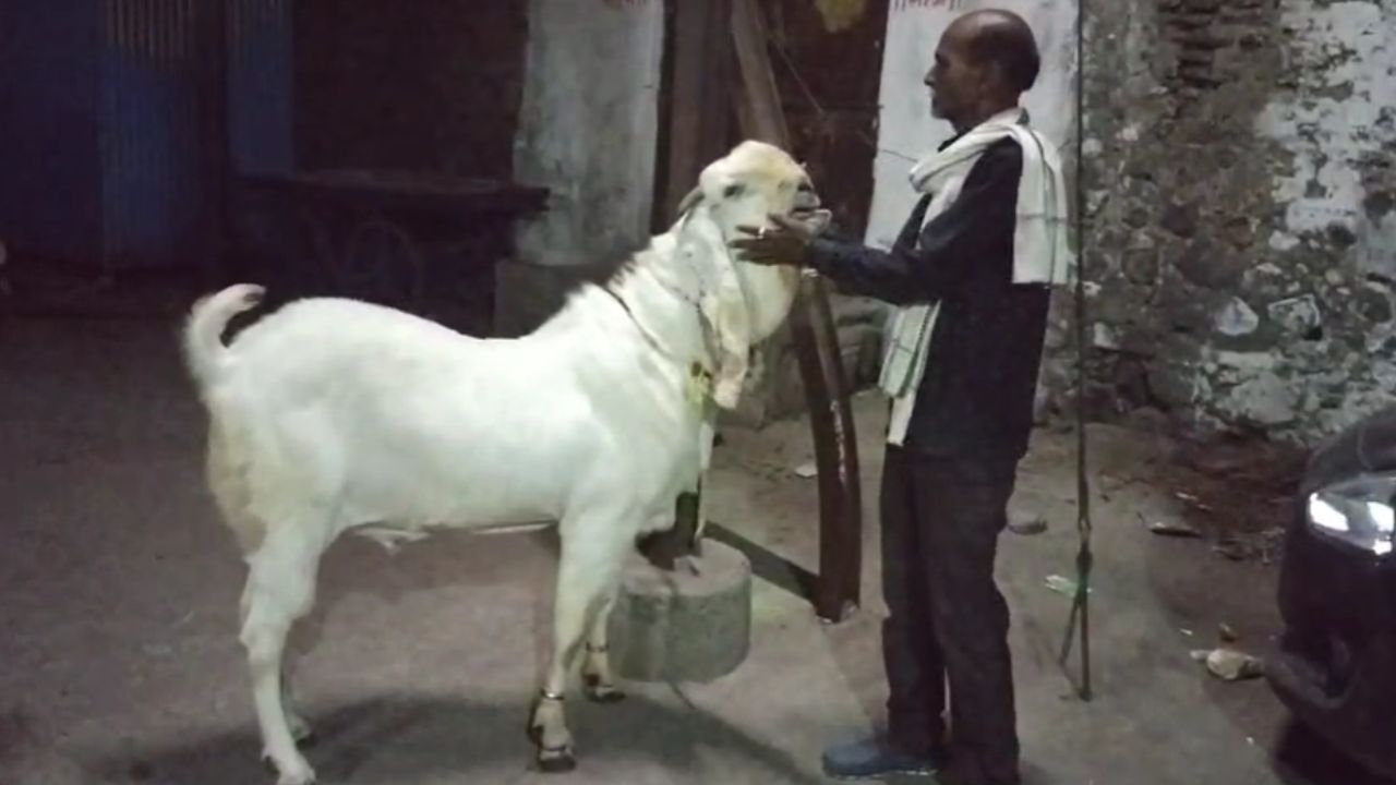 Goat worth Rs 1.25 lakh in Burhanpur.