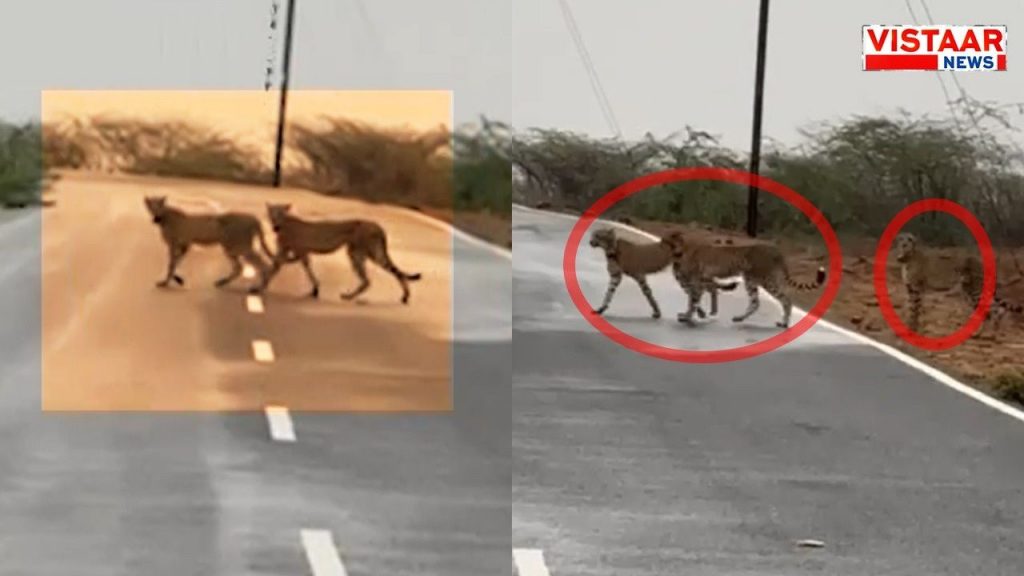 Leopards were seen roaming freely in Morena, Madhya Pradesh.