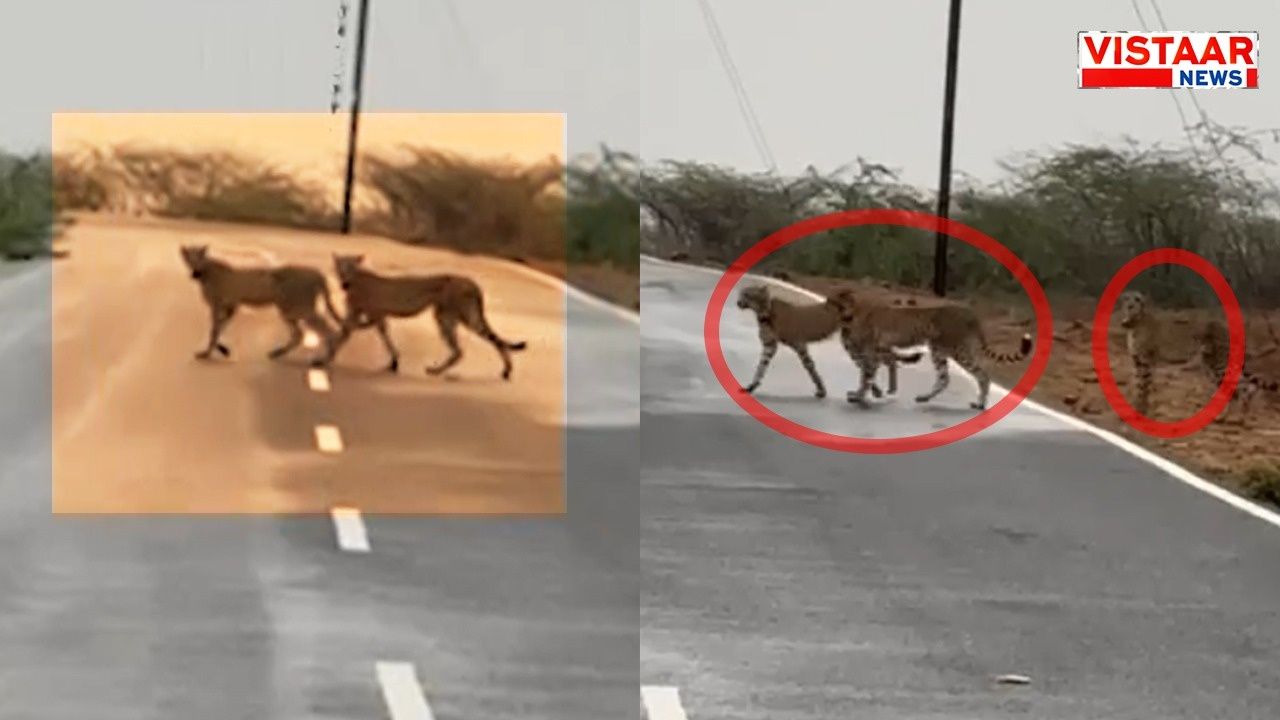 Leopards were seen roaming freely in Morena, Madhya Pradesh.