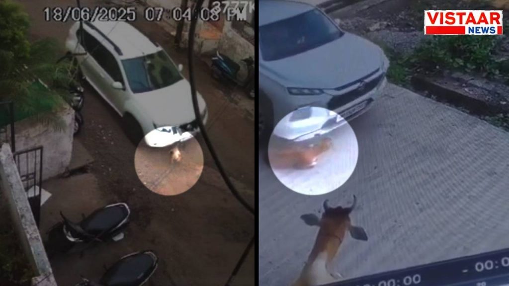 A street dog was crushed in Bhopal and a calf was crushed by a car rider in Satna.