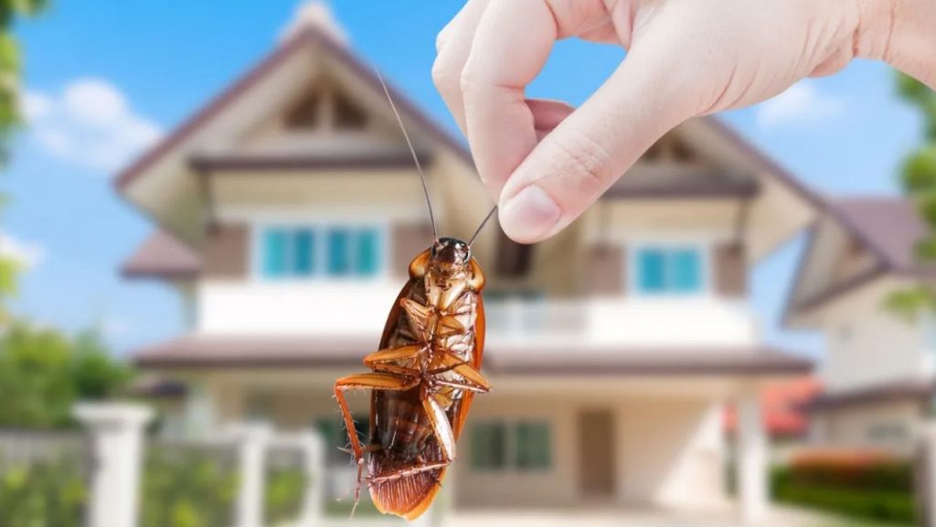 insect free house
