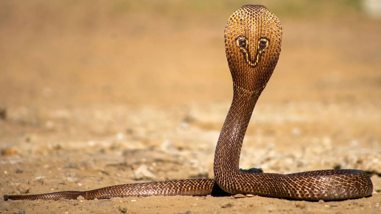 snake (symbolic image)