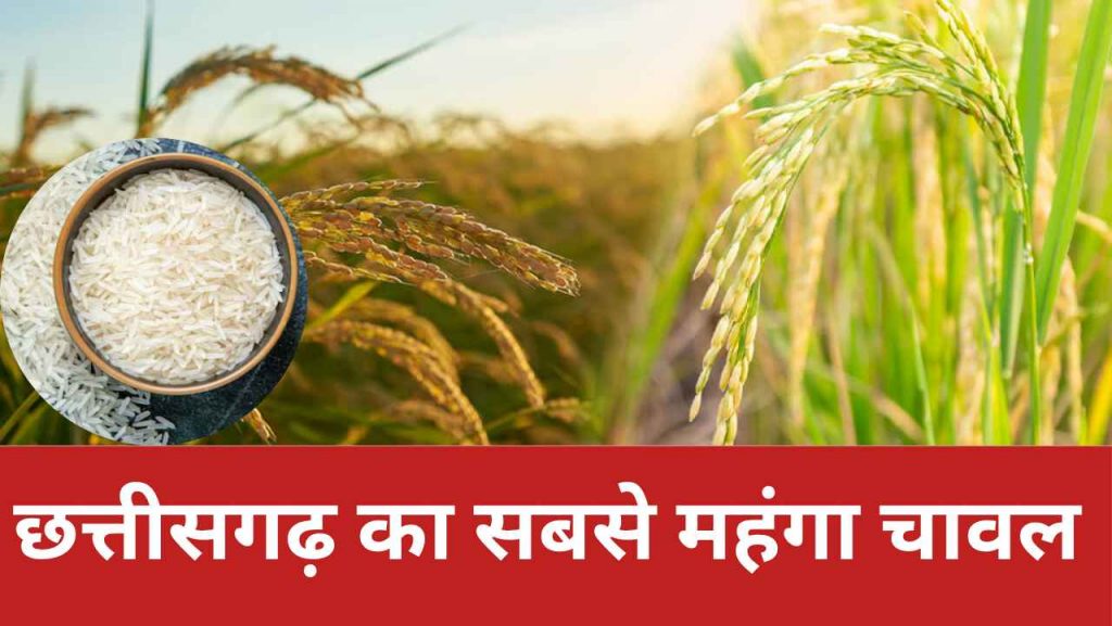 CG Most Expensive Rice