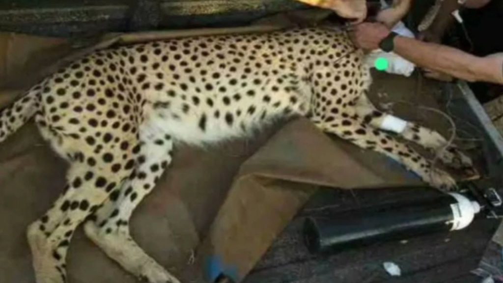 Female cheetah Naabha died in Kuno National Park.