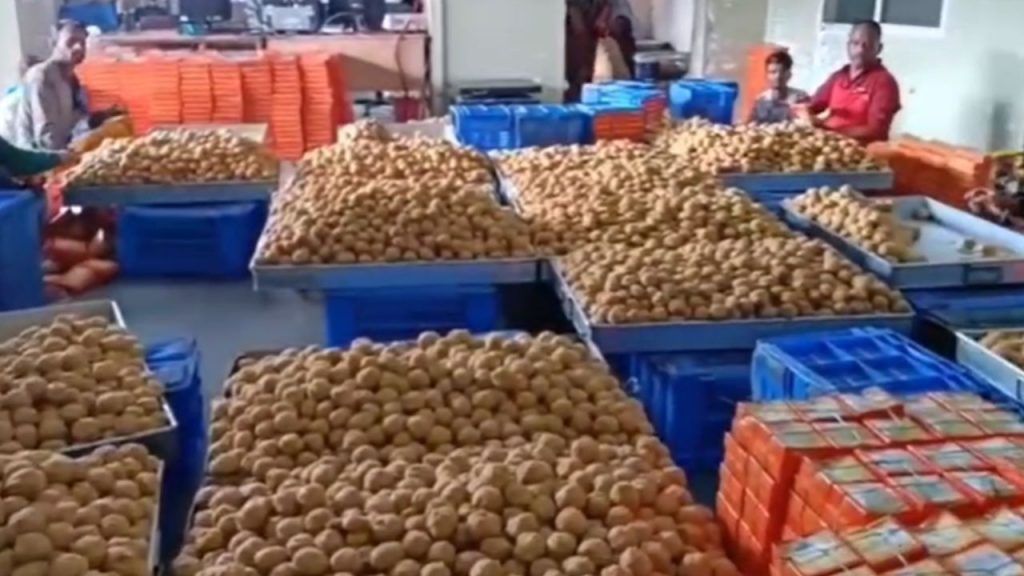 Preparations are underway to make 80 quintals of laddus at Mahakal in Ujjain.