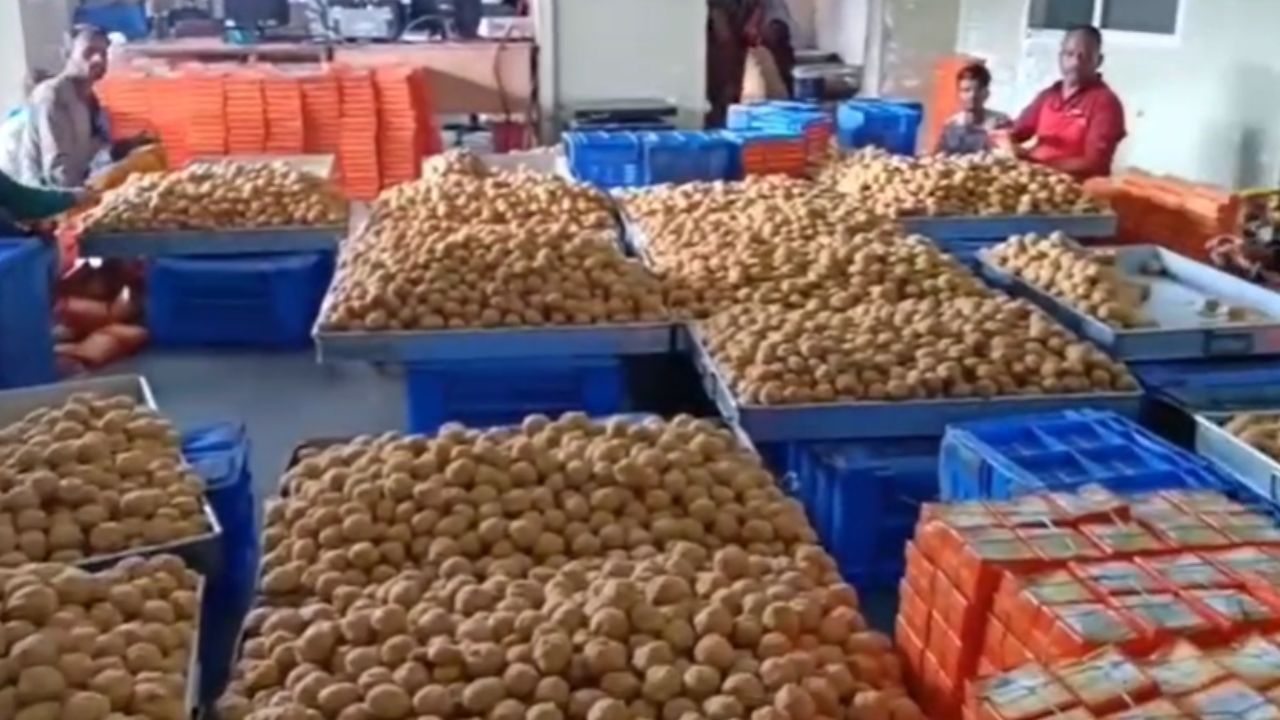 Preparations are underway to make 80 quintals of laddus at Mahakal in Ujjain.