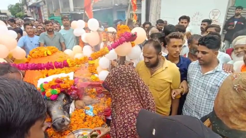 After the death of Nandi (bull) in Dewas, last rites were performed as per rituals.