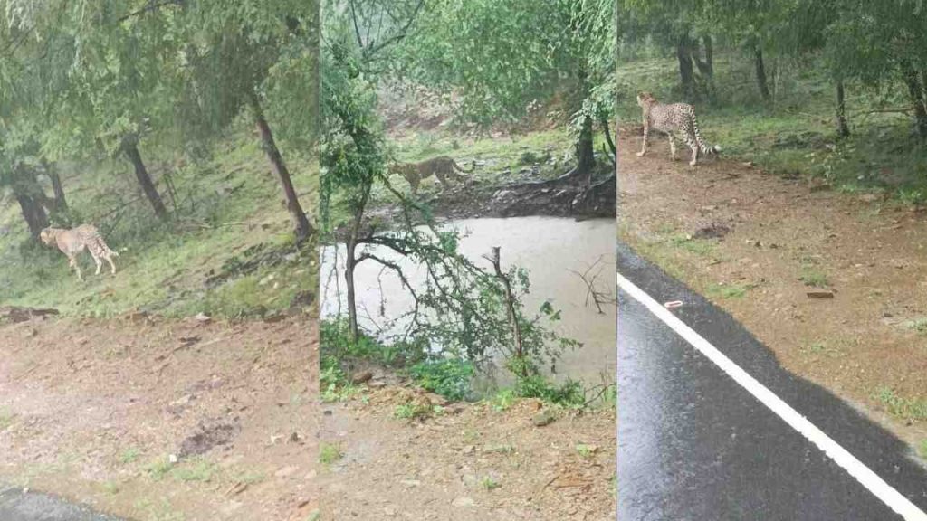 A group of cheetahs coming out of Kuno National Park was seen walking on the road in the rain.