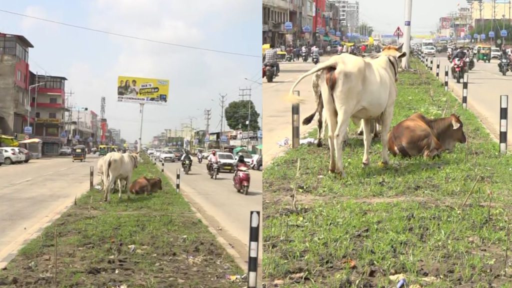 Bhopal: Cattle ate the plants planted on Kolar Six Lane
