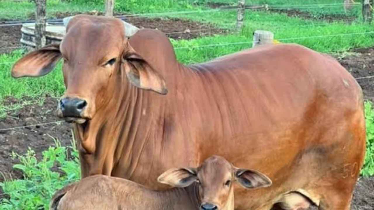 sahiwal_cow
