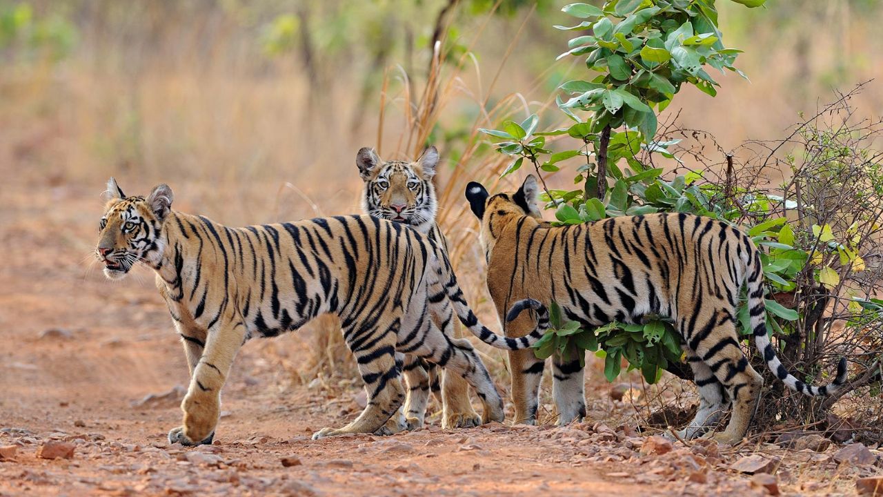 Tiger (representative image)