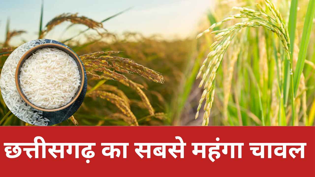 CG Most Expensive Rice