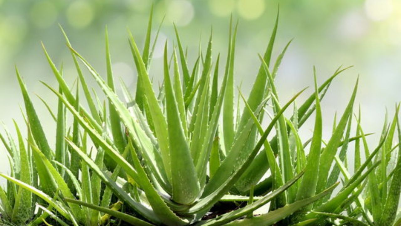 Aloevera