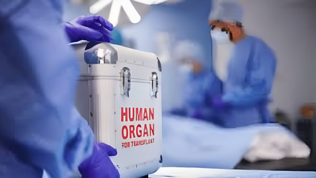 Human Organs