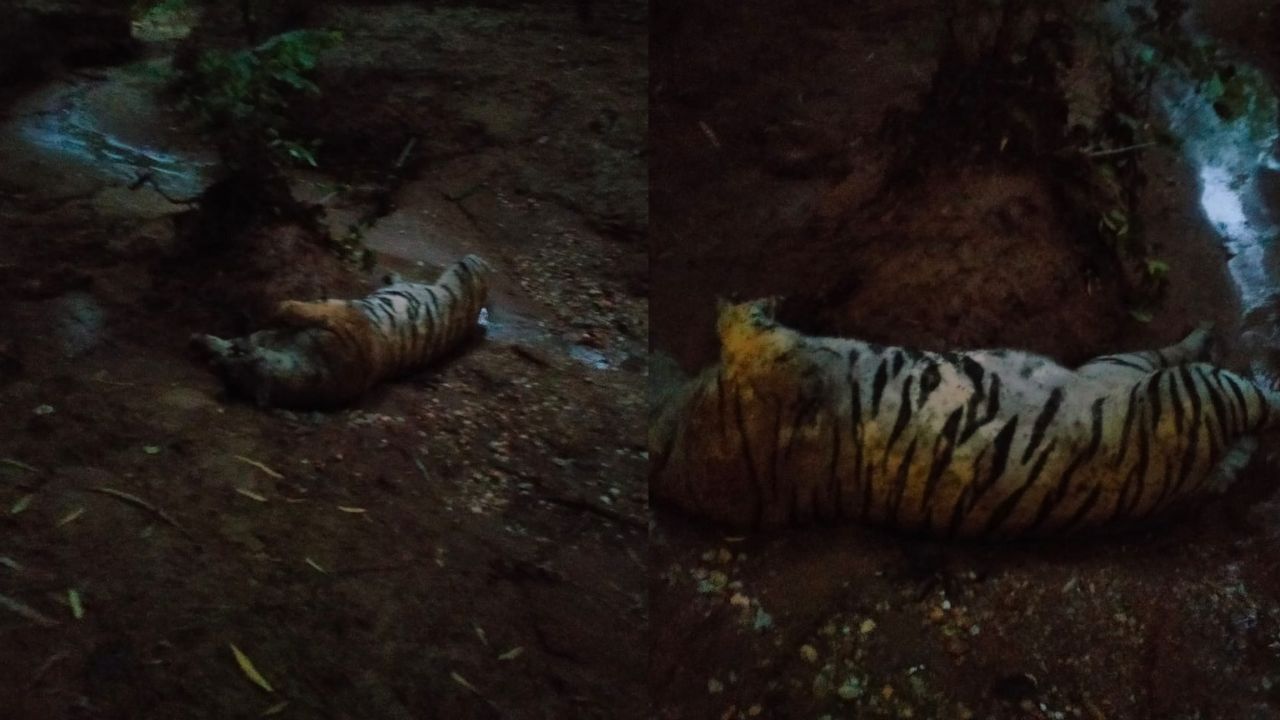 Forest department guards burnt the carcass of the tiger.