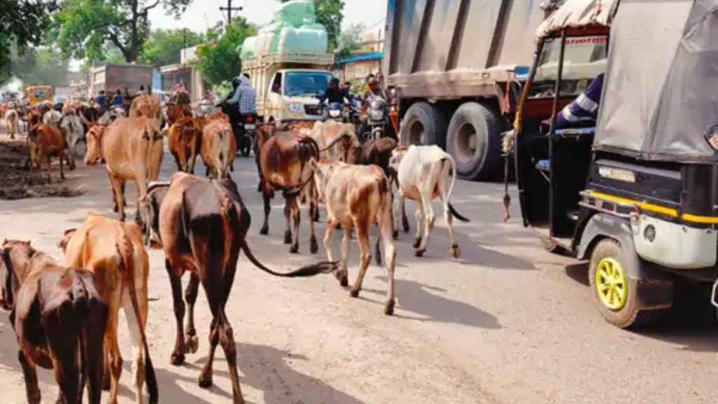 पशुओं को खुला छोड़ा तो होगी जेल