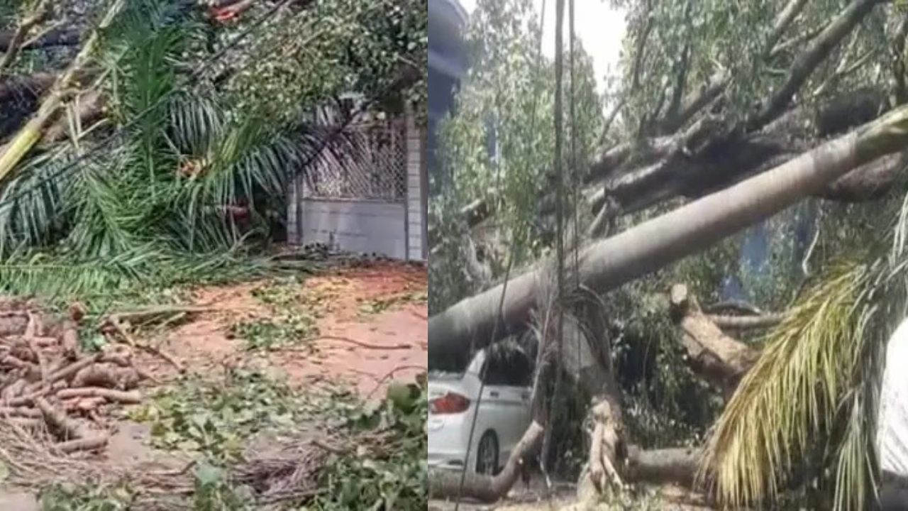 A 100 year old peepal tree fell in Jabalpur.