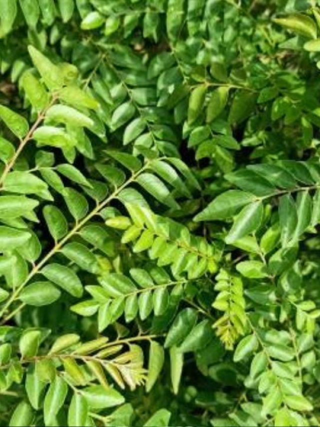 Curry Leaves