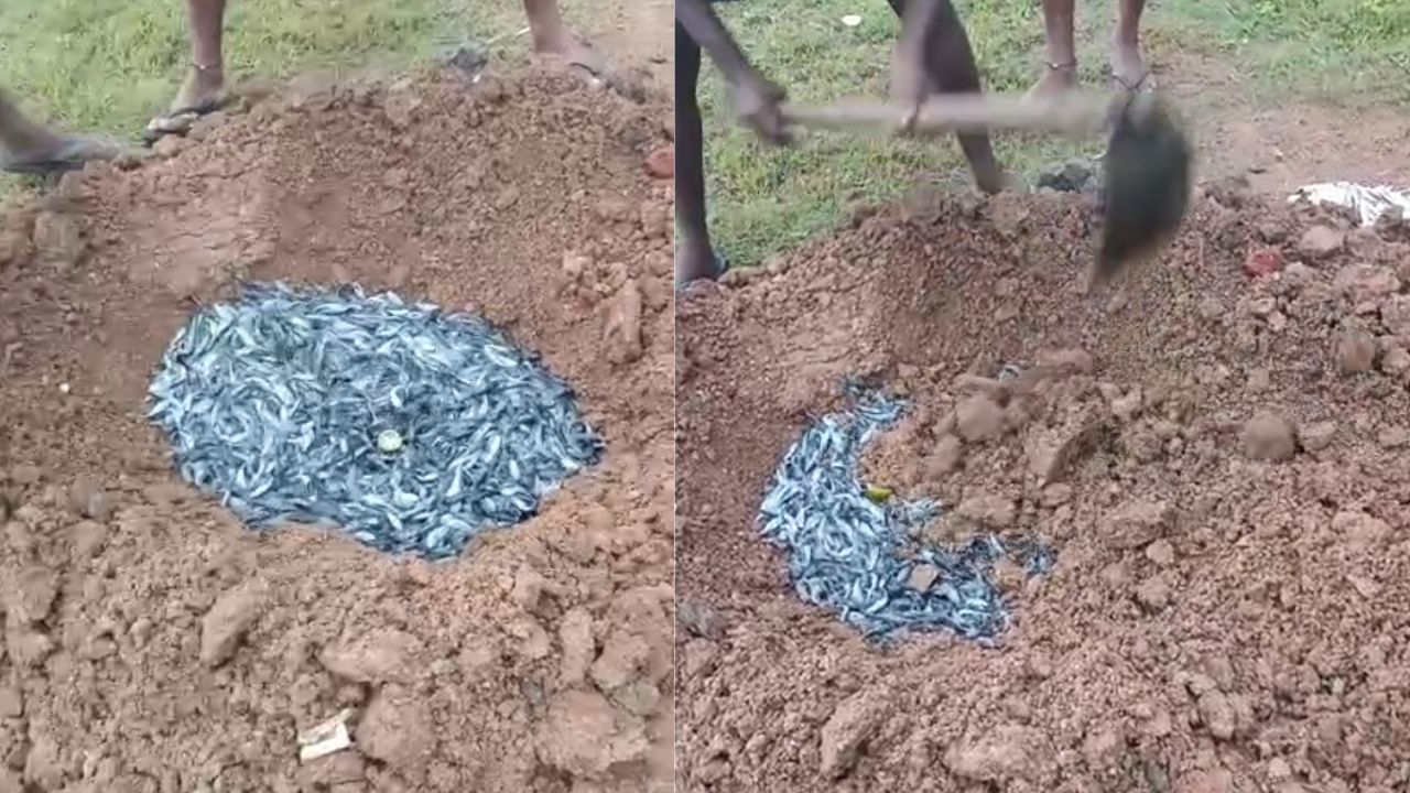 8000 Thailand Mangur fish destroyed