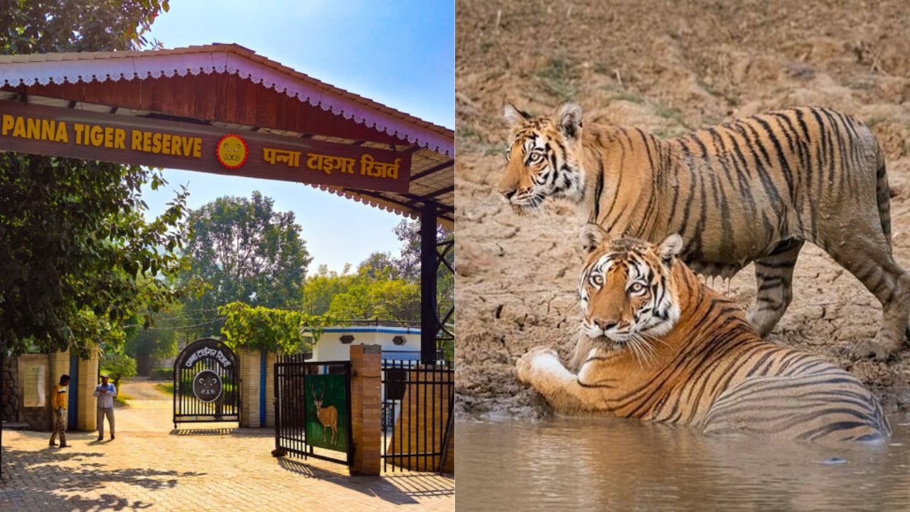 Jungle Safari in Panna National Park