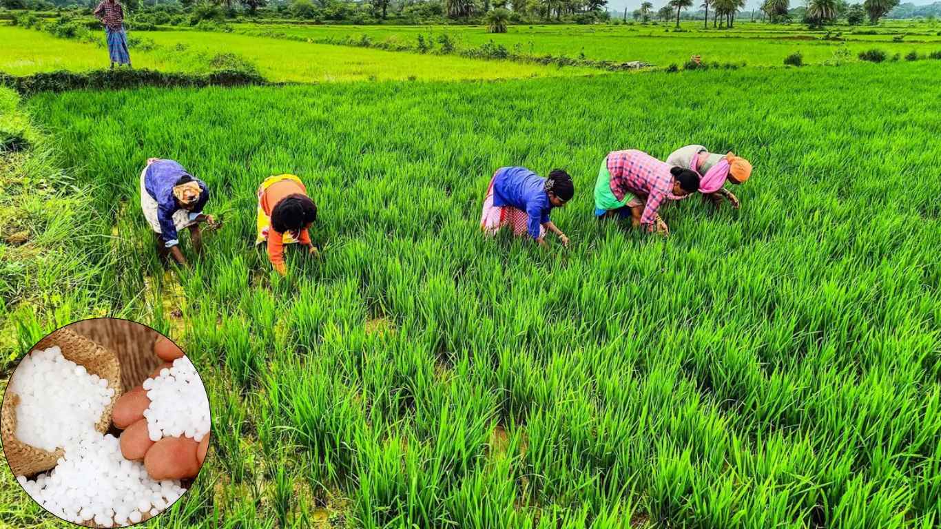 Chhattisgarh 60000 tons urea