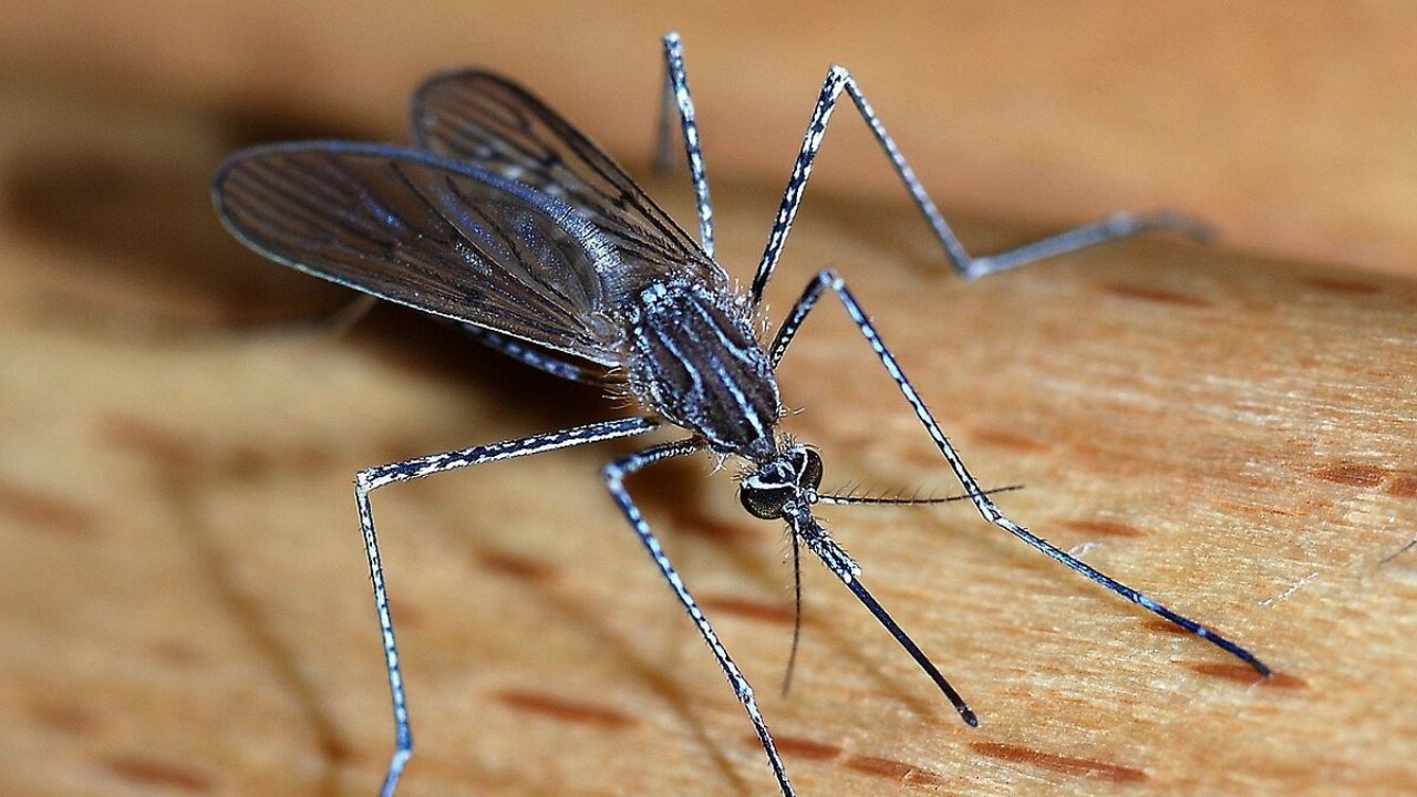 Brazil Mosquito Super Factory